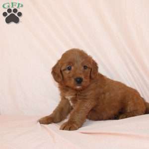 Wilbur, Mini Goldendoodle Puppy